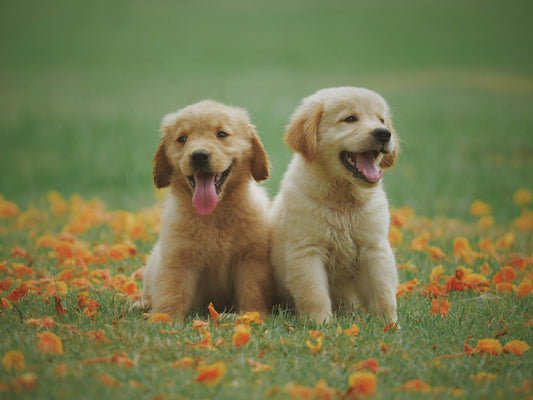 How Do Dog Dental Chews Work? A Simple Guide for Pet Owners