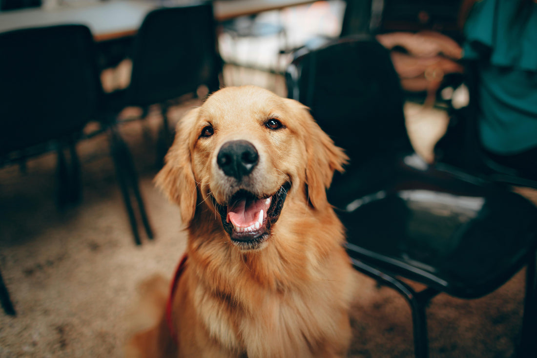 Best Dogs for Families: Breeds Which Are Good with Kids