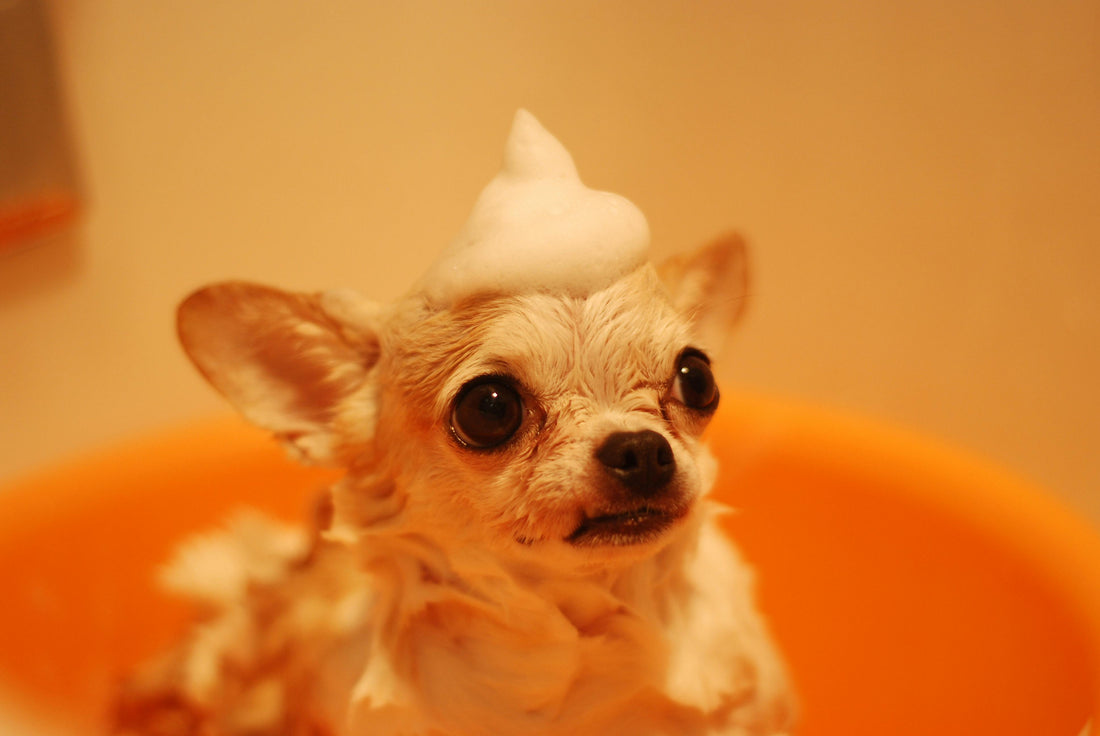 Spoil Your Dog Day: 10 Easy Ways to Pamper Your Pup