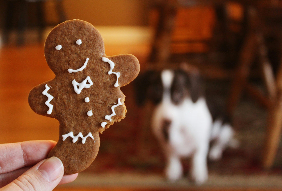 Is Cinnamon Safe for Dogs? Benefits and Risks Explained