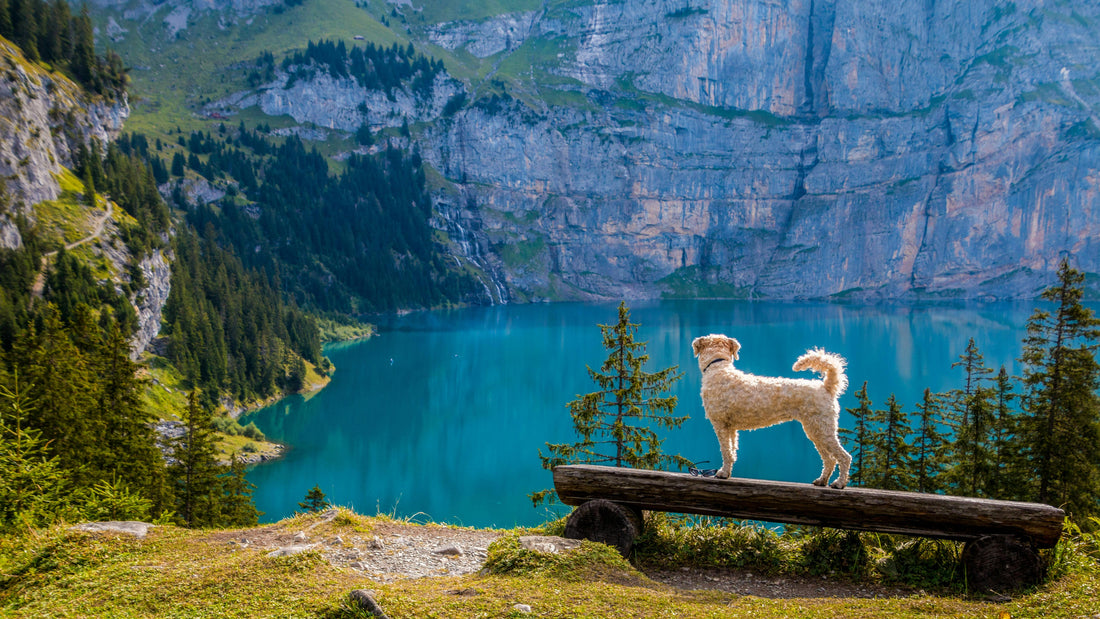 Backpacking with Your Dog: Tips for an Epic Adventure