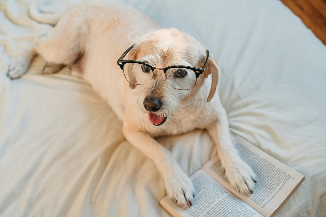How Much Food Should You Feed Your Puppy? A Complete Guide for New Dog Parents