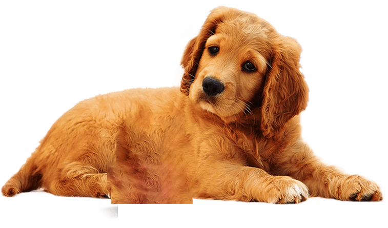 Cute golden retriever puppy lying down on transparent background