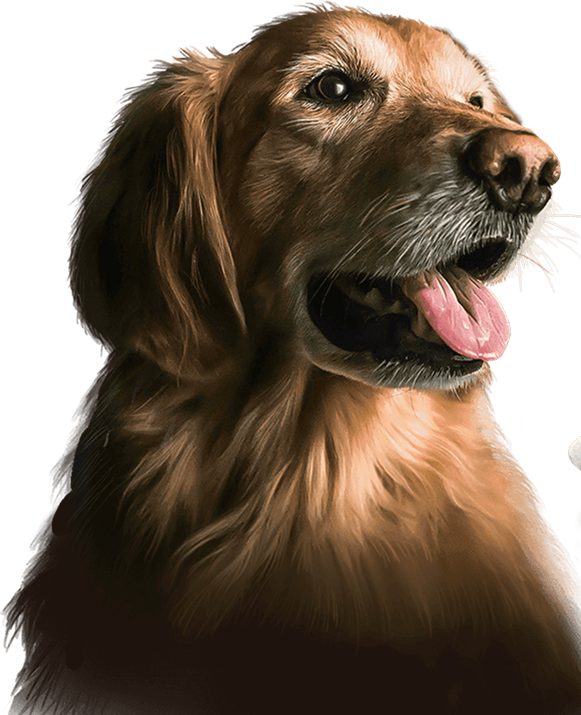 Happy golden retriever with stainless steel bowl of braided bully sticks in front of warm brown background