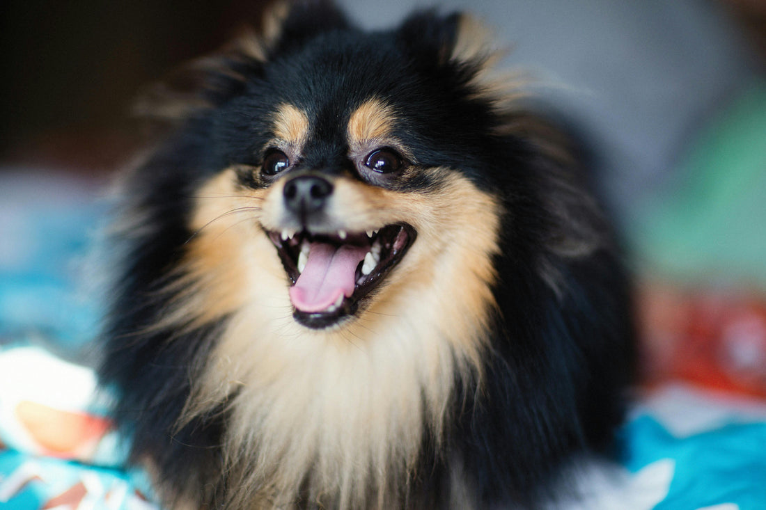 Smiling small black-and-tan fluffy dog with mouth open, showing teeth, resting on a colorful blanket.
