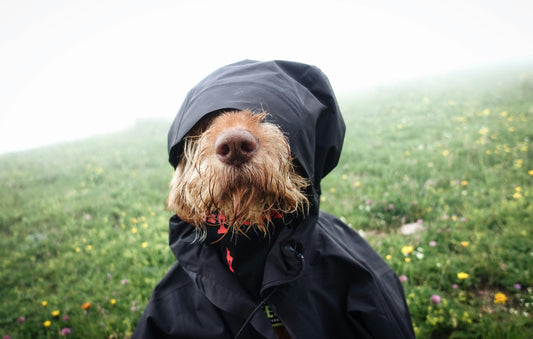 A brown dog wearing a black raincoat with a hood, standing on a grassy field surrounded by fog and wildflowers.