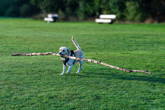 Dog running across a grassy field carrying a large stick in its mouth.