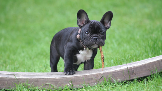 Why Does My French Bulldog Shed So Much?