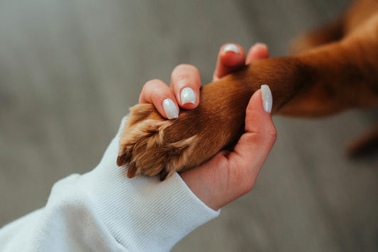 How to Make National Pet Week Special for Your Dog