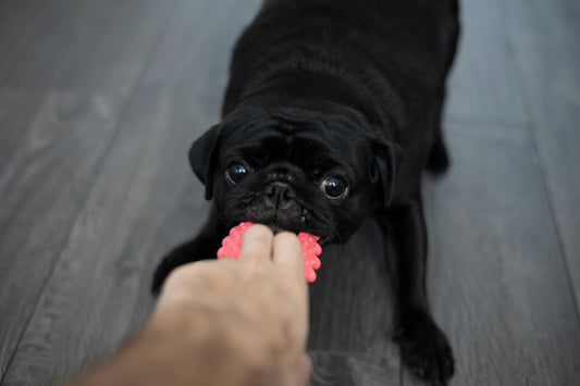 Why Your Dog Eats Dental Chews Too Fast and What You Can Do About It