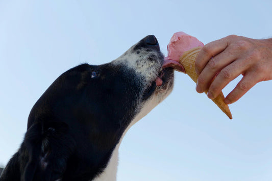 What Can Dogs Eat? A Complete Guide to Safe and Healthy Dog Foods