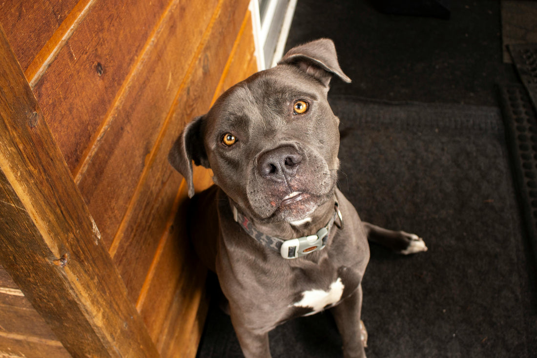 National Dog Photograph Day: Capture the Love, Frame the Joy