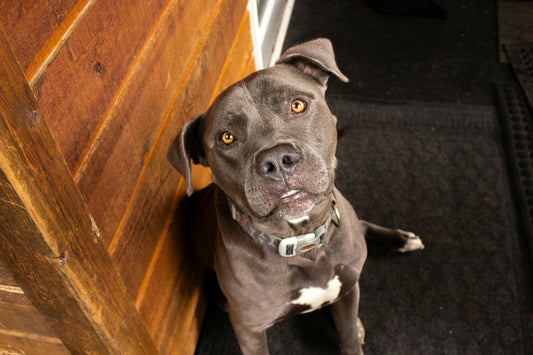 National Dog Photograph Day: Capture the Love, Frame the Joy