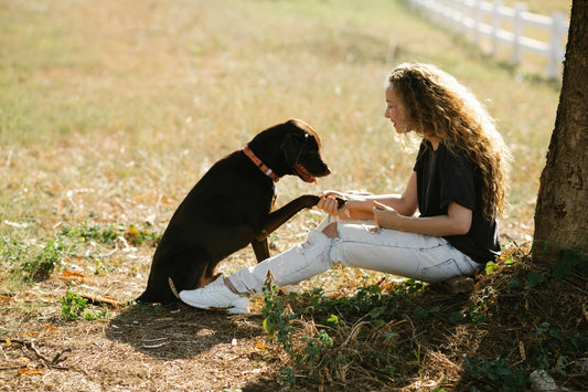Train Your Dog: A Beginner’s Guide to Positive Reinforcement