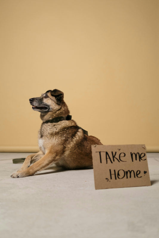 The Ultimate Guide to Dogs for Adoption: How to Get Started