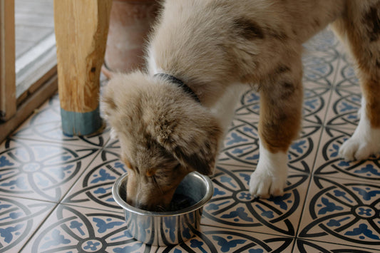 Can Dogs Eat Peanut Butter? A Guide to Safe Snacking