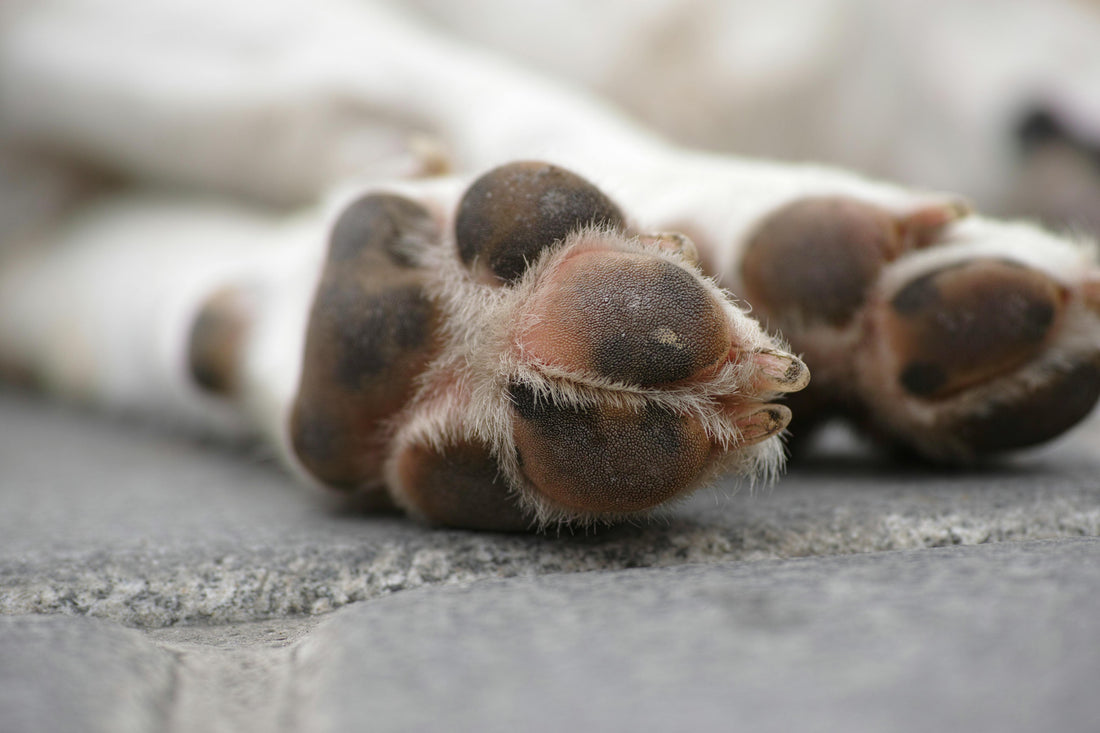 Close-up of a dog’s paws resting on a paved surface.