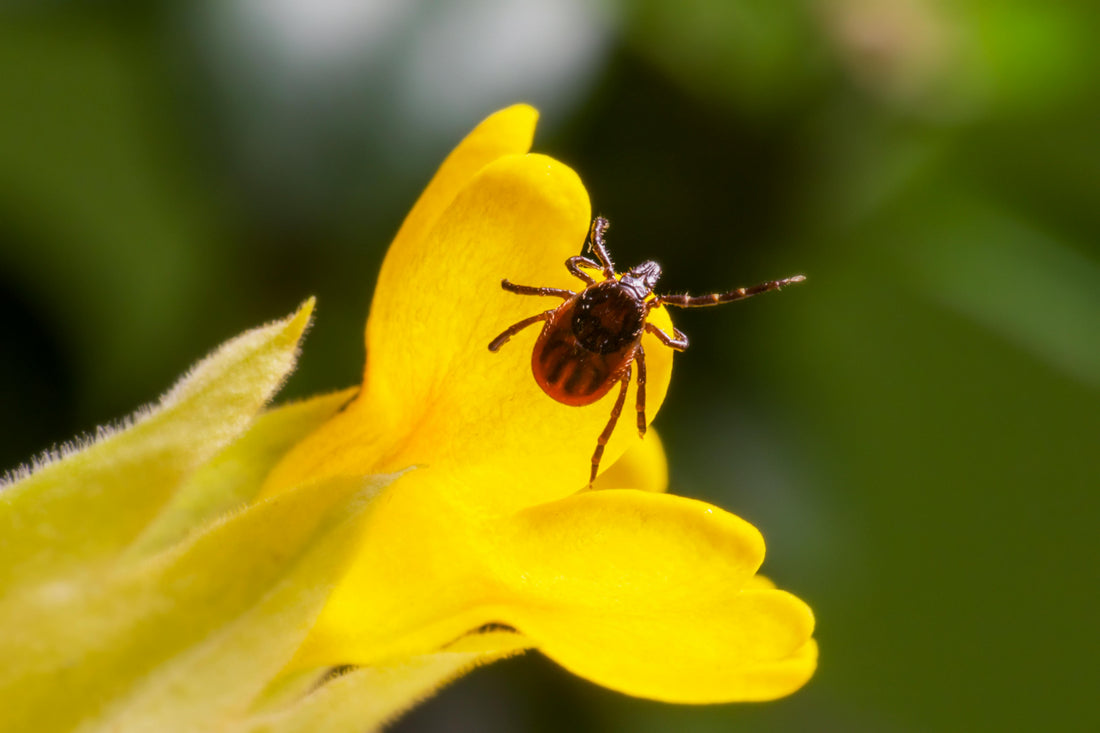 Close-up of a tick perched on the petal of a bright yellow flower.
