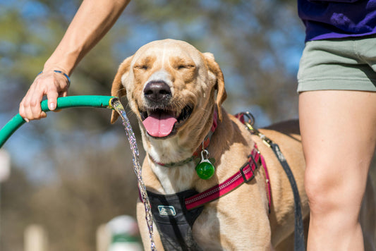 Dog Overheating: What Every Pet Owner Should Know to Keep Pets Cool
