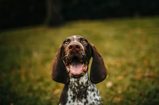 Because Dogs Deserve It: How to Make National Dog Day Special