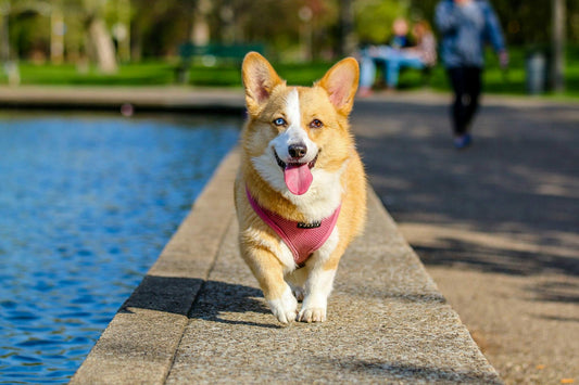 The Ultimate Guide to Dogs' Health: Tips Every Pet Owner Should Know