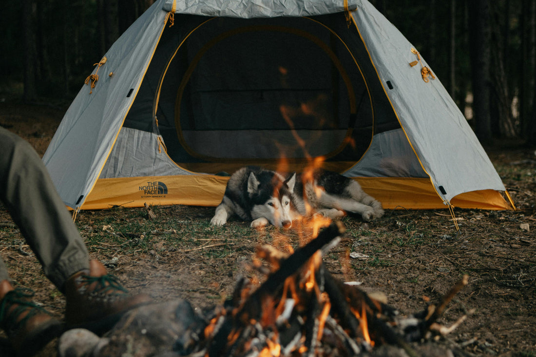 Fire Safety Tips That Could Save Your Dog’s Life