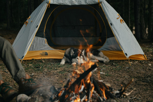 Fire Safety Tips That Could Save Your Dog’s Life