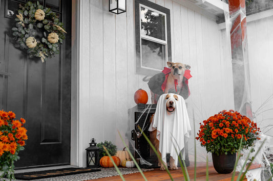 Two dogs dressed in Halloween costumes on a decorated porch—one wearing a ghost sheet and the other with bat wings—surrounded by pumpkins and orange flowers.