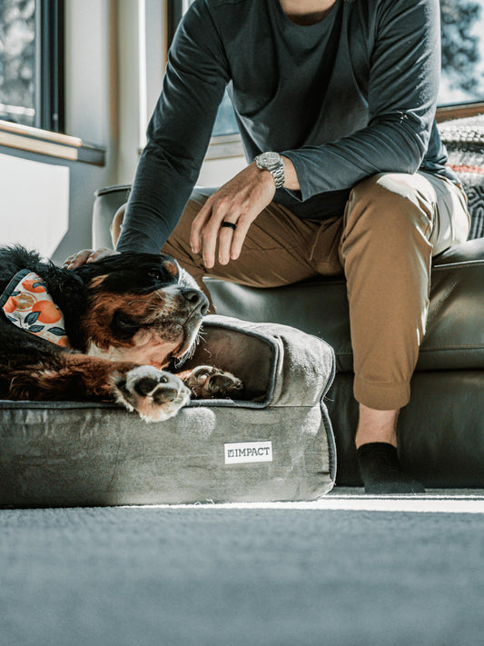 Person sitting on a couch gently reaching toward a dog resting on a gray dog bed indoors, creating a calm and comforting moment.