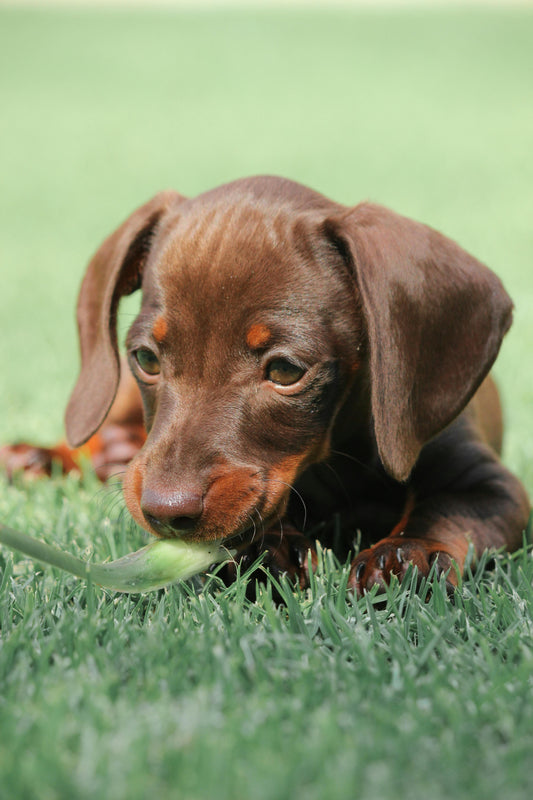 Why Is Your Dog Eating Grass? What It Means and When to Worry