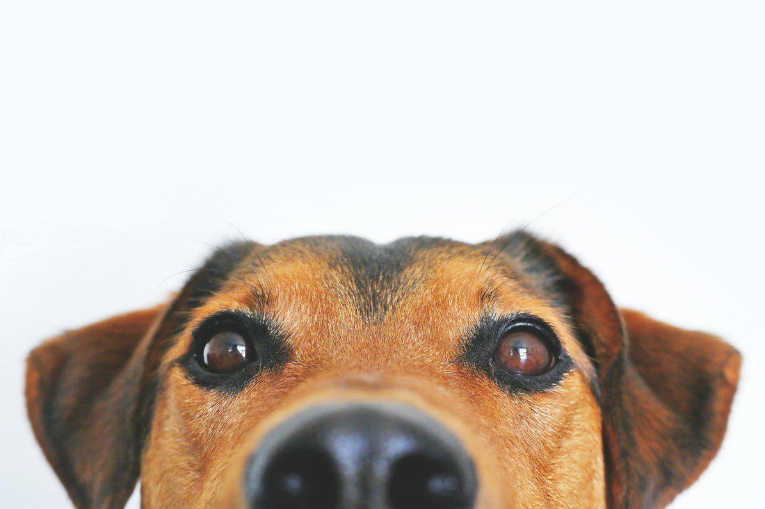 Close-up of a brown dog’s face with its nose and eyes peeking curiously into the camera against a white background.