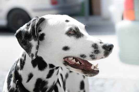 Close-up of a Dalmatian dog with its mouth slightly open, showing its teeth, captured outdoors in natural light.