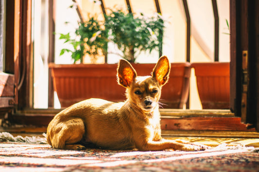 Understanding Dog Ear Infections: A Guide for Pet Owners