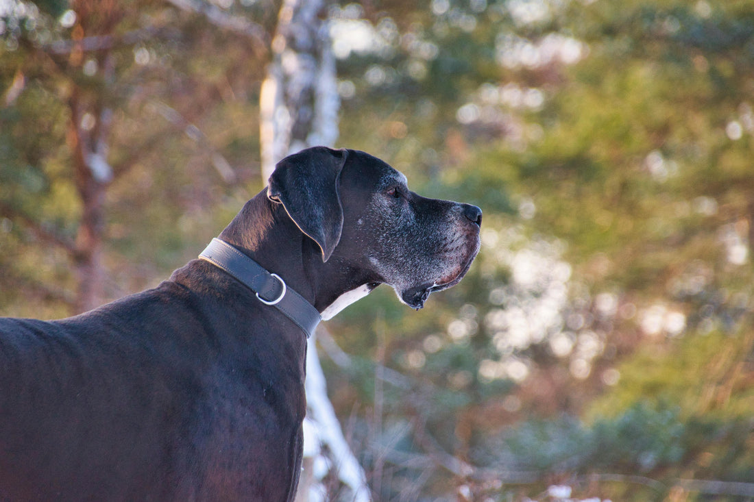Black Great Dane standing outdoors in a wooded area, looking off into the distance with trees in the background.