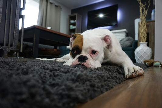 A white and brown dog lying on a dark gray rug indoors, resting its head on the floor and looking tired or sad.