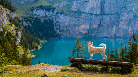 Backpacking with Your Dog: Tips for an Epic Adventure