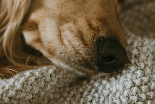 Is Your Dog Throwing Up Frequently? Here’s What You Need to Know