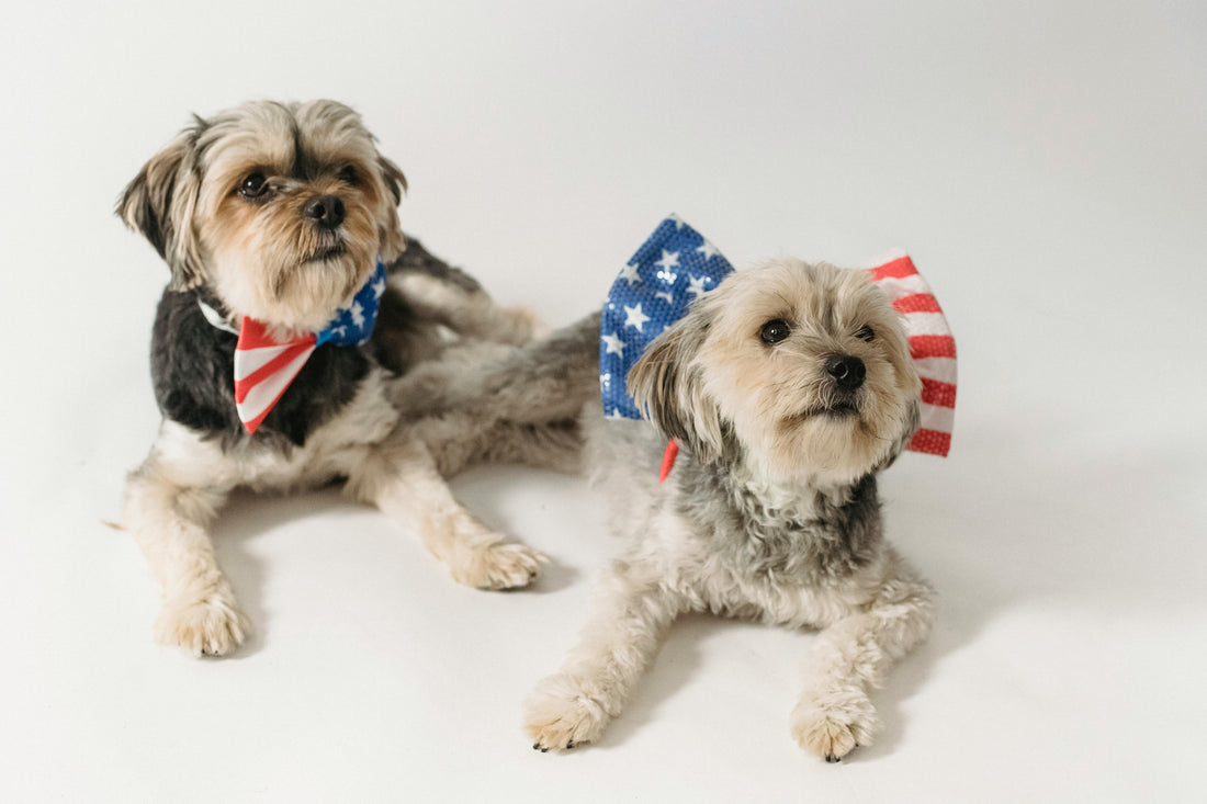 Two small dogs lying on a white surface wearing red, white, and blue American flag bow ties.