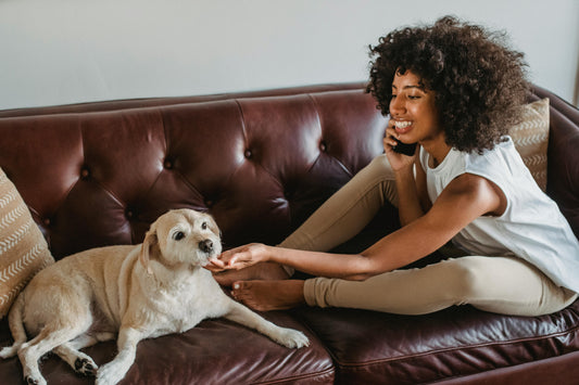 Dog Breeds Names: A to Z of Most Popular to Rare Dog Breeds