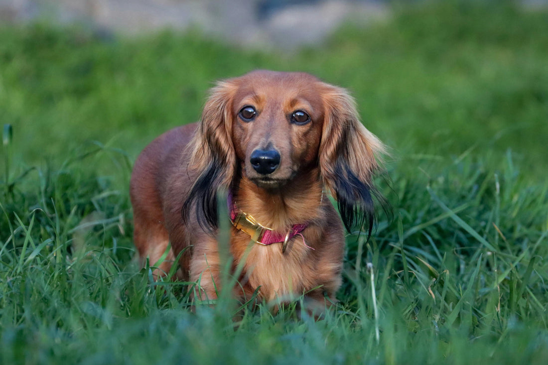 Long-haired Dachshund with a red collar standing in tall green grass outdoors.
