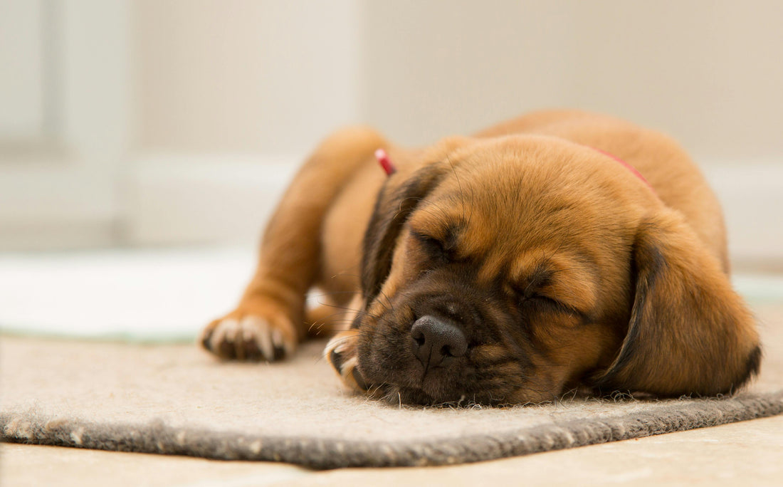 Brown puppy sleeping peacefully on a rug indoors.