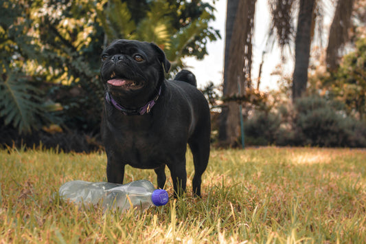How Are Dogs Good for the Environment?