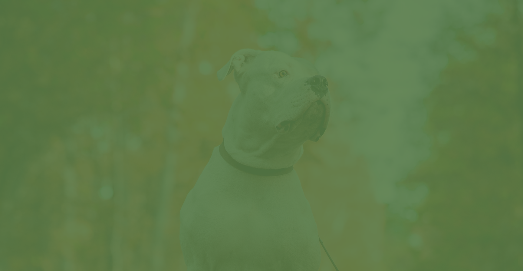 Large white pitbull dog with forest background under green transparent overlay for promotional web design use